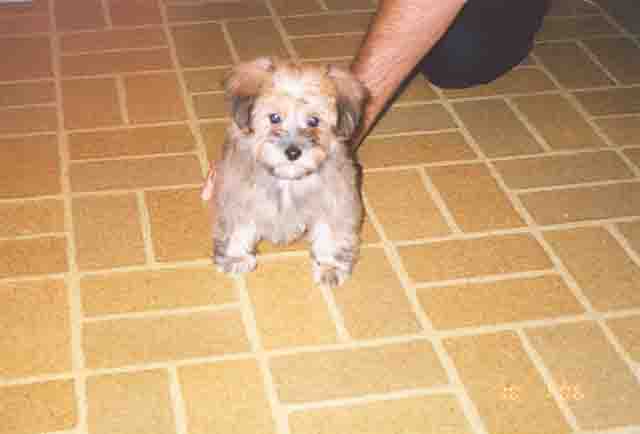Cruiser the dog